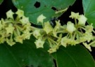 Live Plant Image