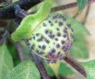 Live Plant Image