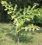 Live Plant Image