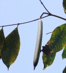 Live Plant Image