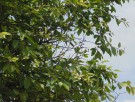 Live Plant Image