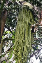 Live Plant Image