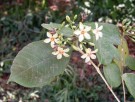 Live Plant Image