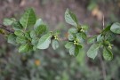 Live Plant Image