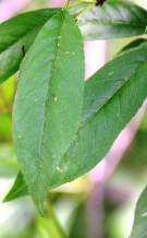 Live Plant Image