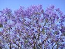 Live Plant Image