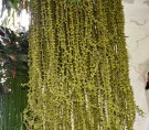 Live Plant Image