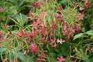 Live Plant Image