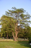 Live Plant Image