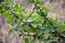 Live Plant Image