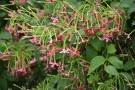 Live Plant Image