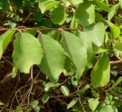 Live Plant Image