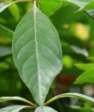 Live Plant Image