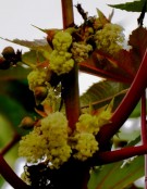 Live Plant Image