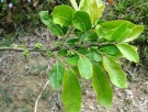 Live Plant Image