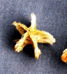 Live Plant Image