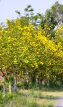 Live Plant Image