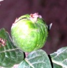 Live Plant Image