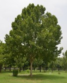 Live Plant Image