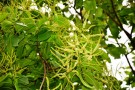 Live Plant Image