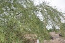 Live Plant Image