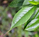 Live Plant Image
