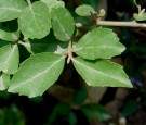 Live Plant Image