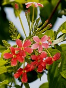 Live Plant Image