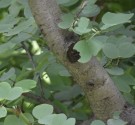 Live Plant Image