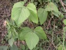 Live Plant Image