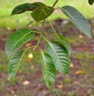 Live Plant Image
