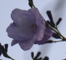 Live Plant Image