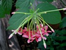 Live Plant Image