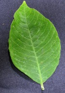 Live Plant Image