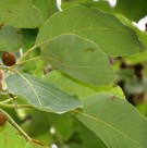 Live Plant Image