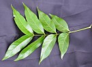 Live Plant Image