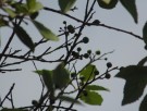 Live Plant Image
