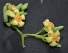Live Plant Image