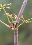 Live Plant Image