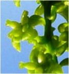 Live Plant Image