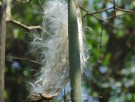 Live Plant Image