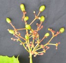 Live Plant Image