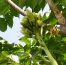 Live Plant Image