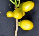 Live Plant Image