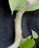 Live Plant Image