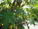 Live Plant Image