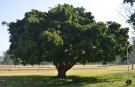 Live Plant Image