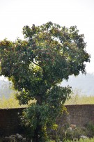 Live Plant Image
