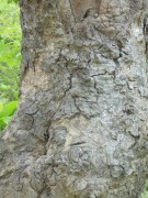 Live Plant Image