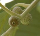 Live Plant Image